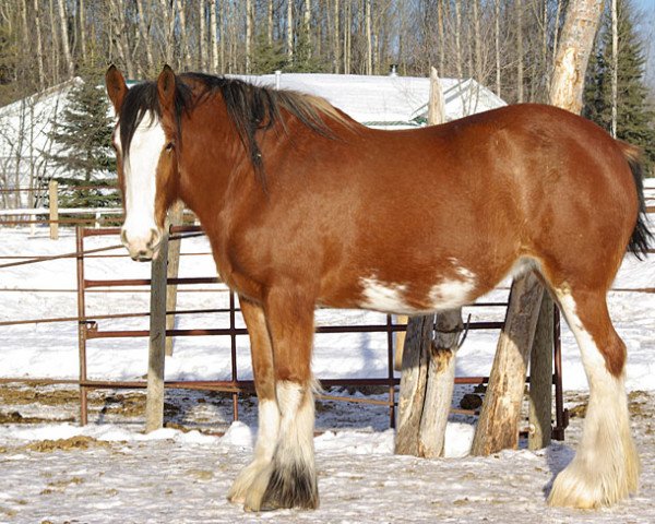 broodmare Campbell's Victoria (Clydesdale, 2006, from Willow Way Dawson)