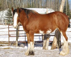 Zuchtstute Campbell's Victoria (Clydesdale, 2006, von Willow Way Dawson)