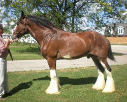 Pferd Camelot Pacino (Clydesdale, 2003, von Armageddon's Lord David)