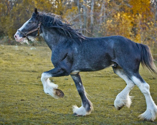 stallion Camelot John Paul (Clydesdale, 2005, from Armageddon's Lord David)