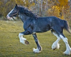 Deckhengst Camelot John Paul (Clydesdale, 2005, von Armageddon's Lord David)