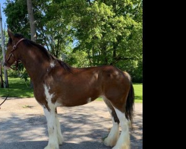 horse Camelot Sophia (Clydesdale, 2014, from Camelot John Paul)