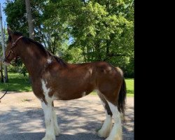 horse Camelot Sophia (Clydesdale, 2014, from Camelot John Paul)