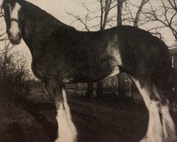 broodmare Camelot Daisy (Clydesdale, 1980, from Solomon's Commodore)