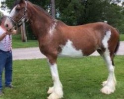 Zuchtstute Camelot Freedom (Clydesdale, 2002, von Greendykes Sherman)