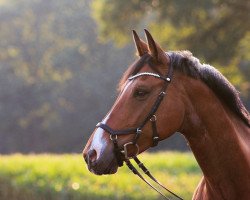 Springpferd Lady N'Joy (Oldenburger, 2008, von Luxius)