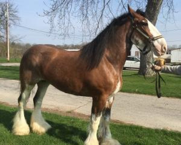 Zuchtstute Camelot Darby O'Reilly (Clydesdale, 2004, von Camelot King Arthur)