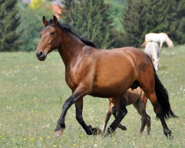 broodmare Kenya (Andalusier,  , from Caprichoso XXXVI)