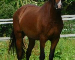 horse Leonardo (Andalusians/horse of pure Spanish race,  , from Jalsero)