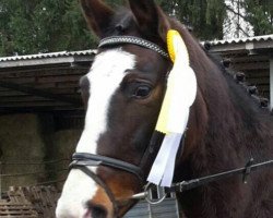 dressage horse Ceryma MS (Deutsches Reitpferd, 2006, from City Wice xx)