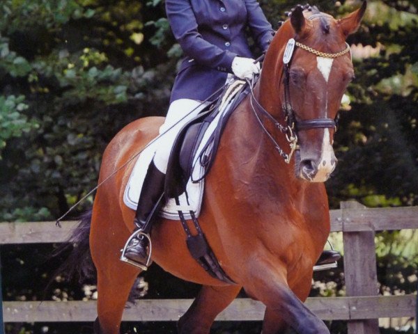 dressage horse Der Boss (Oldenburg, 1996, from Donnerhall)