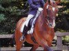 dressage horse Der Boss (Oldenburg, 1996, from Donnerhall)