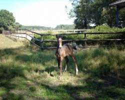 Springpferd Simge LS (Westfale, 2010, von Stairway S)