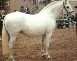 Zuchtstute Campeona V (Pura Raza Espanola (PRE), 1978, von Lejano)