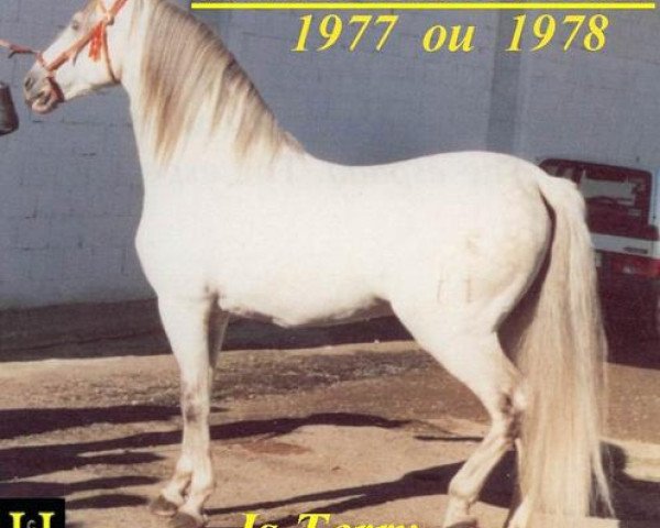 stallion Campanero XIII (Pura Raza Espanola (PRE), 1978, from Nevado III)