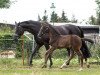 broodmare Romantika (German Sport Horse, 2009, from Relius)