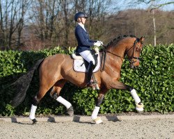 stallion Eurovision 6 (Mecklenburg, 2015, from Equitaris)