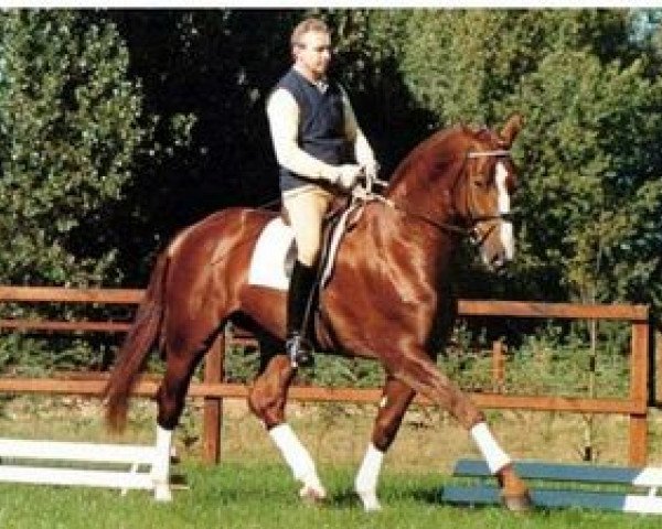 stallion Interpol (Hanoverian, 1985, from Inschallah AA)