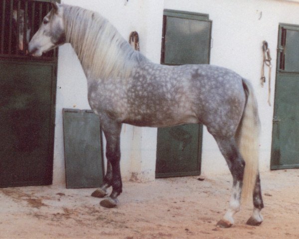 stallion Bodeguero IV (Pura Raza Espanola (PRE), 1980, from Habanero XI)