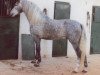 stallion Bodeguero IV (Pura Raza Espanola (PRE), 1980, from Habanero XI)