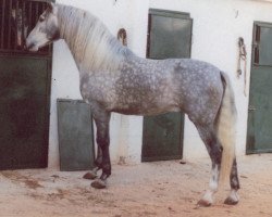 stallion Bodeguero IV (Pura Raza Espanola (PRE), 1980, from Habanero XI)