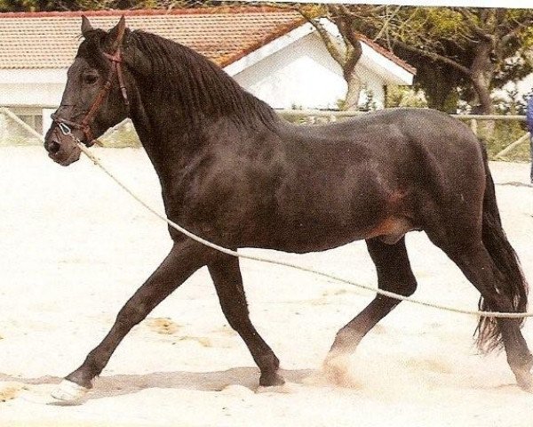 stallion Bizarro XIV (Pura Raza Espanola (PRE), 1978, from Cantinero VII)