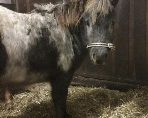 Pferd Abraxas (Nederlands Appaloosa Pony, 2018)