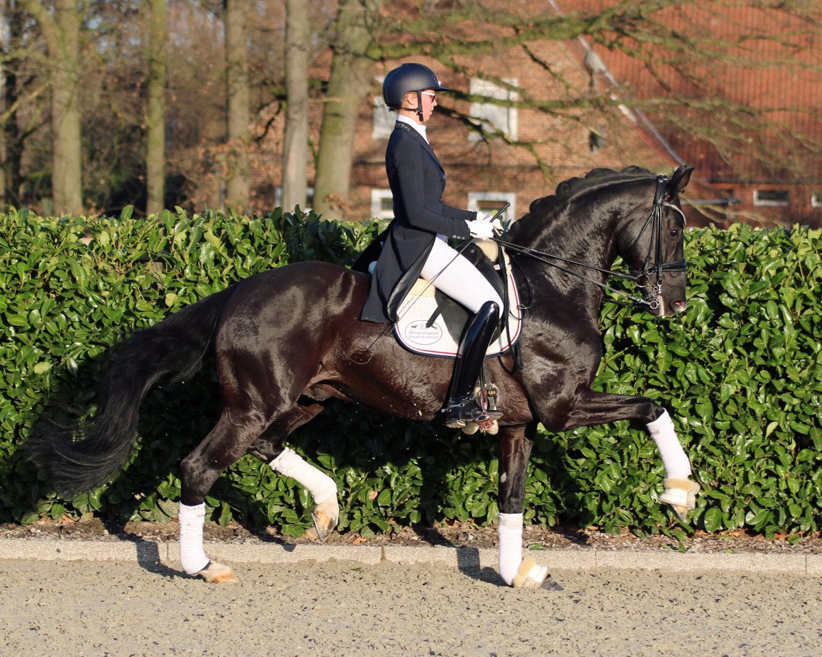 Deckhengst Symphonic (Westfale, 2012, von Sir Heinrich OLD)