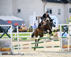 jumper Goliath (Friesian-Mix, 2005)