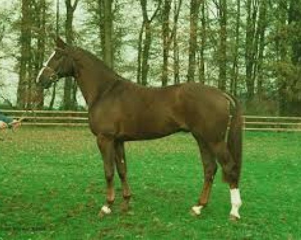horse Interpret (Hanoverian, 1990, from Interpol)