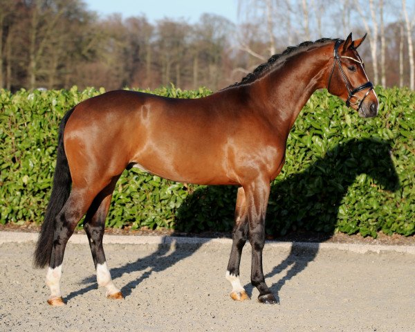 stallion Baccardi’s Best (Westphalian, 2017, from Baccardi)