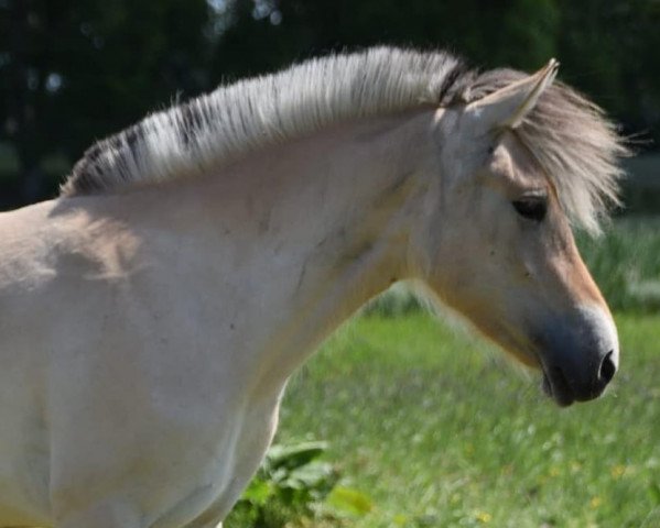 Pferd Thalia (Fjordpferd, 2019, von Tornhøjs Canut)