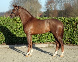 stallion Invictus (Oldenburg, 2017, from Asgard's Ibiza)