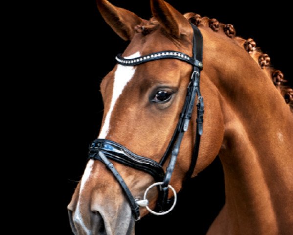 dressage horse First Firefly (Hanoverian, 2016, from Nymphenburg's First Ampere)