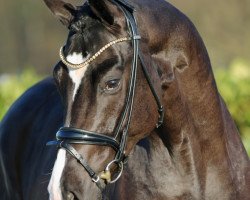 stallion Bonfire HW (Hanoverian, 2017, from Bon Coeur)