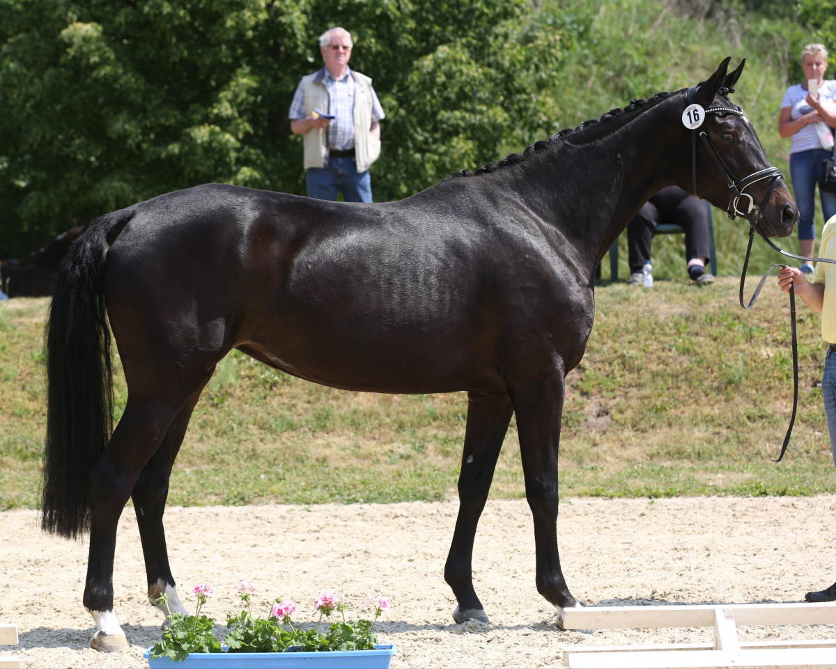 broodmare Diamira (Hanoverian, 2015, from De Niro)