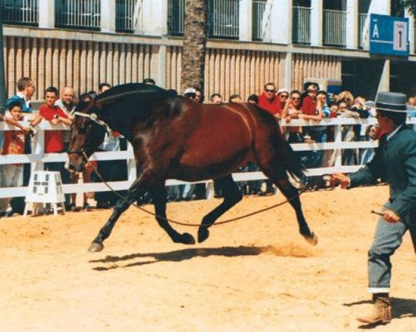 broodmare Beduina II (Pura Raza Espanola (PRE), 1971, from Belchitano)