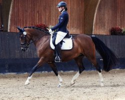 broodmare Luna 1219 (German Riding Pony, 2001, from Llanarth Mostyn Triton)