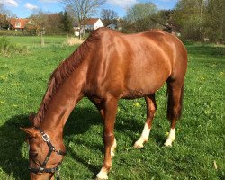 broodmare Ruby red rose (Westphalian, 2003, from Rolls Royce)