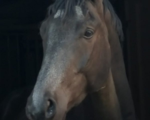 dressage horse Giorno Rondini (Trakehner, 2016, from Marseille 6)
