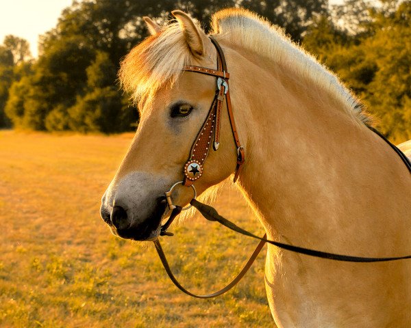 Pferd Dexter`s Loki (Fjordpferd, 2013, von Dexter)