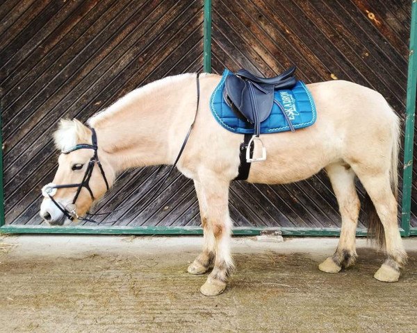 horse Levana (Fjord Horse, 2012, from Doven)