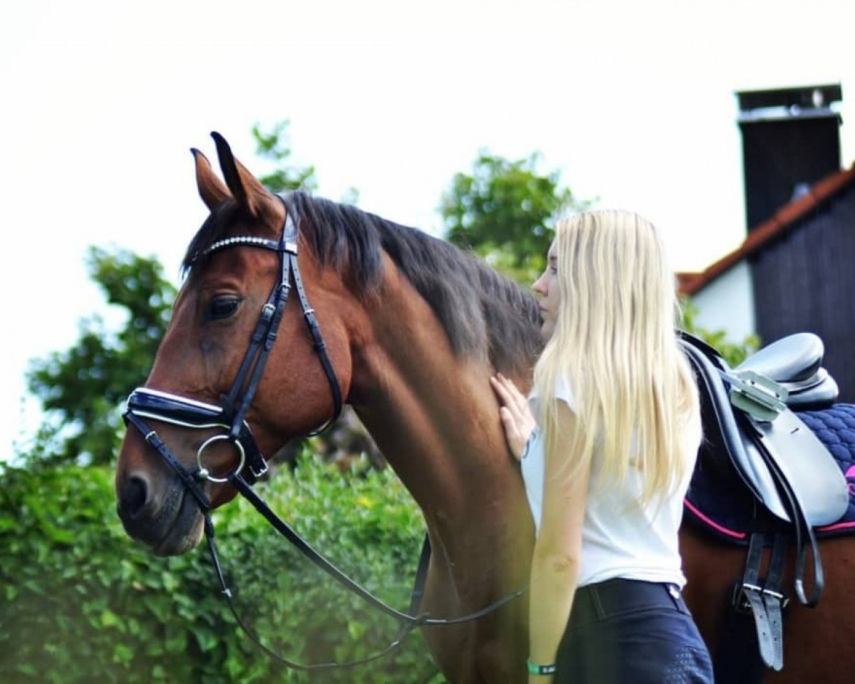 dressage horse Baro (Hungarian Warmblood, 2009)