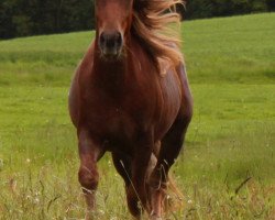 horse Waldläufer MN (Black Forest Horse, 2017, from Wito)