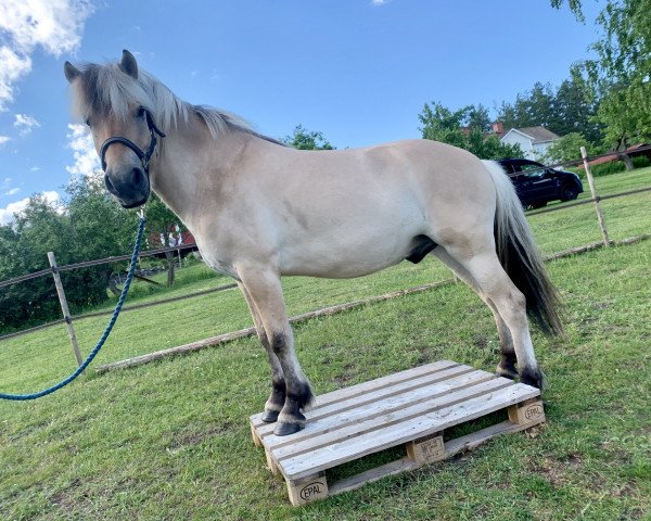 horse Baltasar (Fjord Horse, 2015, from Solbjør Borken)