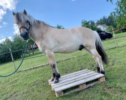 horse Baltasar (Fjord Horse, 2015, from Solbjør Borken)