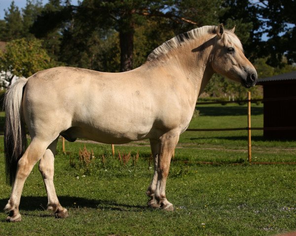 Pferd Hutschy (Fjordpferd, 2007, von Mosegårdens Splint)