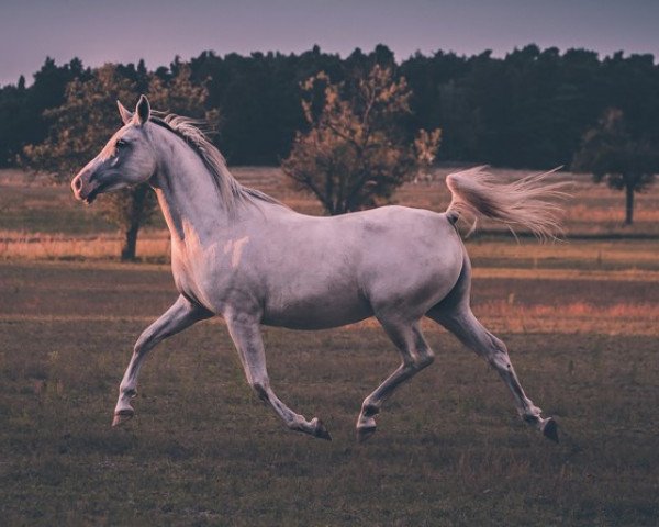 Pferd Barynija (Arabisches Halbblut / Partbred, 2010, von Pandoras)