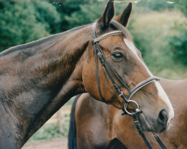 broodmare Fama (Württemberger, 1982, from Fugato)