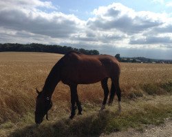 Pferd Alice Q (Arabisches Halbblut / Partbred, 1995, von Hill Silent AA)